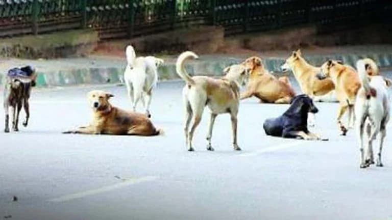 سڑک پر آوارہ کتوں کا ایک ریوڑ، کچھ کھڑے ہیں اور کچھ لیٹے ہیں۔